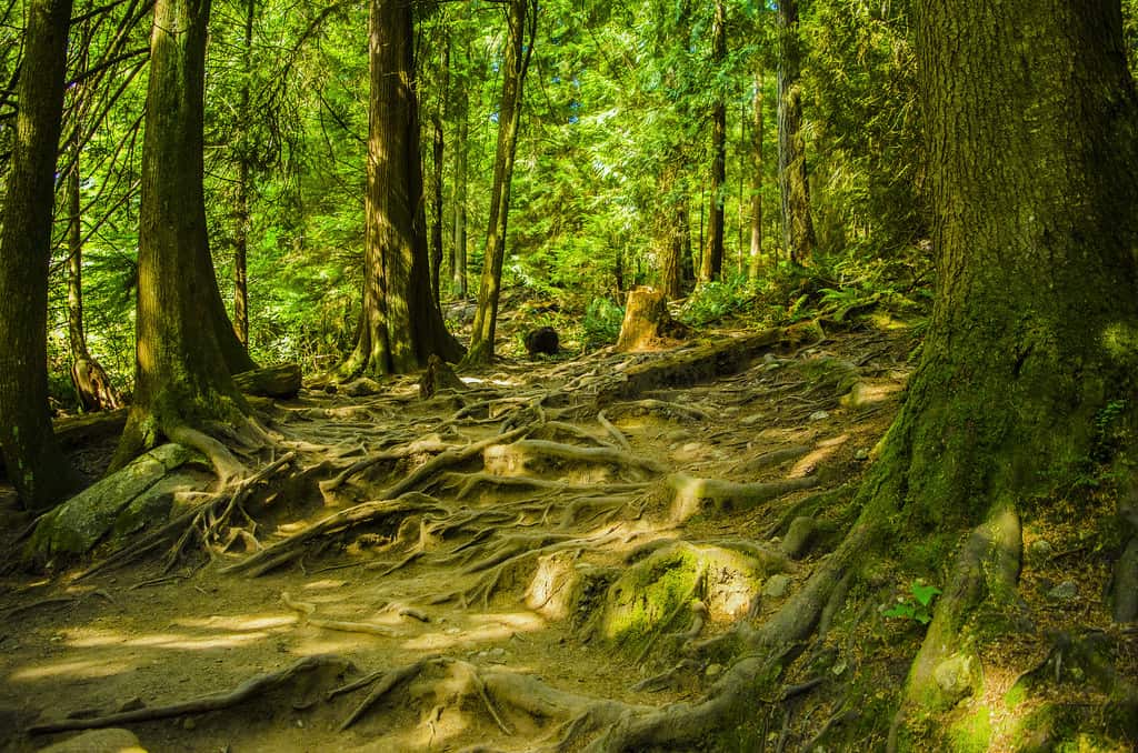 trees forest tangled roots