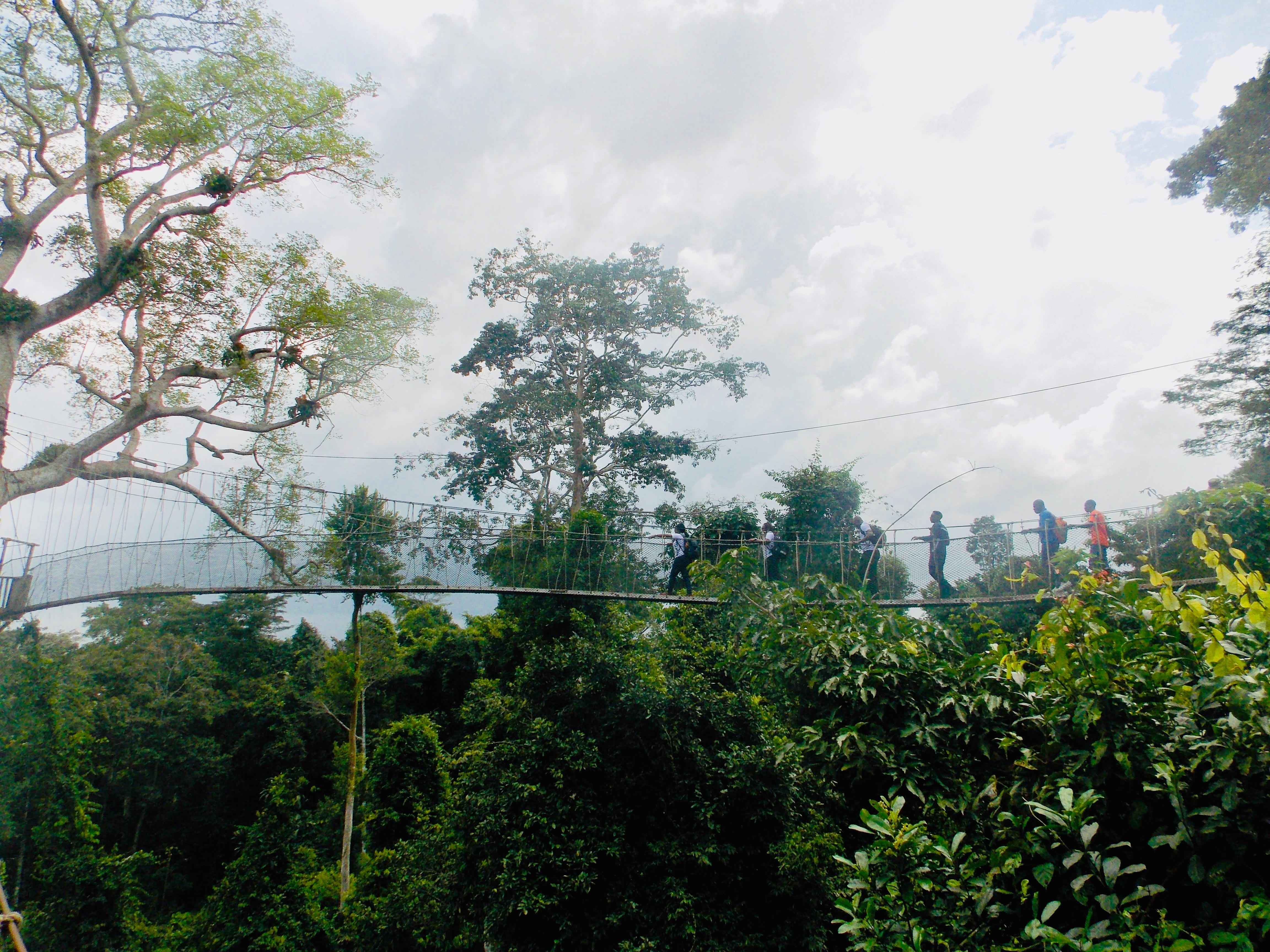 ghana - rainforest